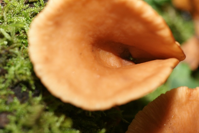 Trechter Van Het Waterloopse Bos