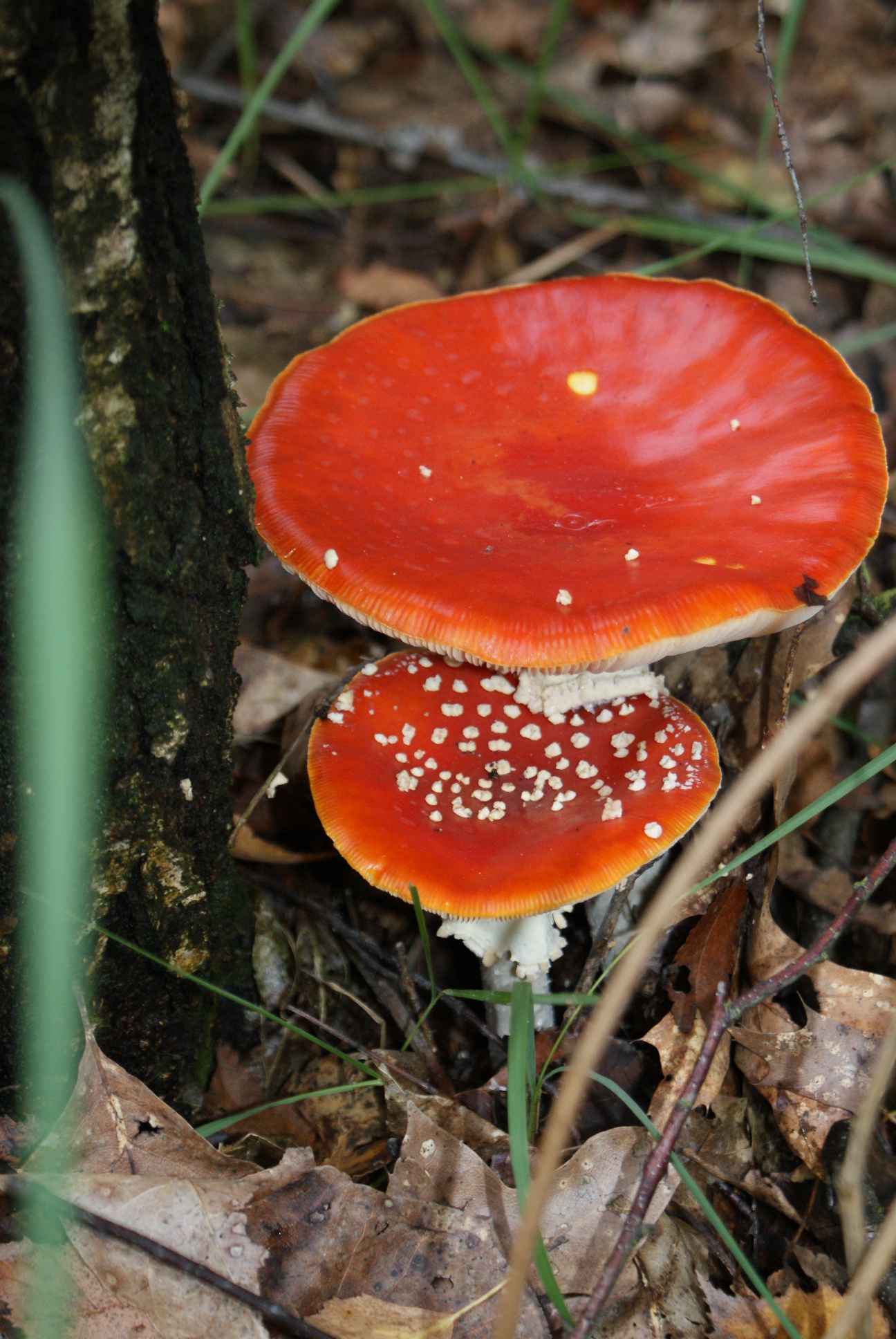 Paddestoelen-Zwammen