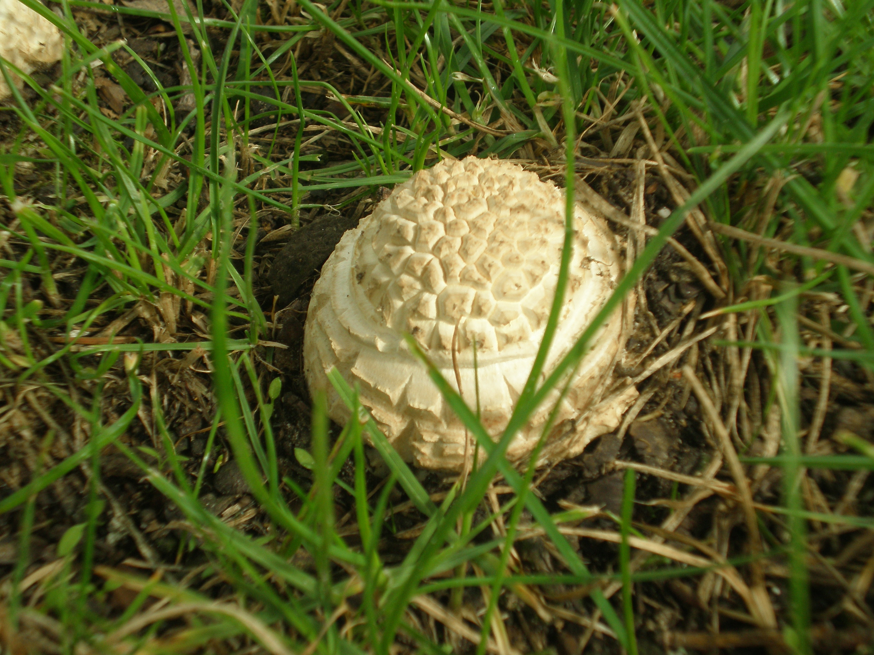 bovist