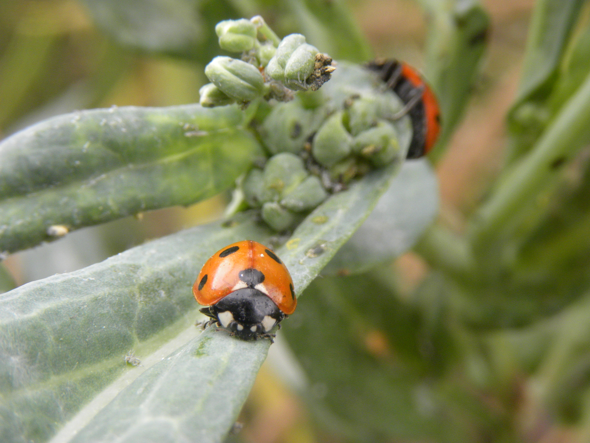 Zevenstippelige lieveheersbeestjes