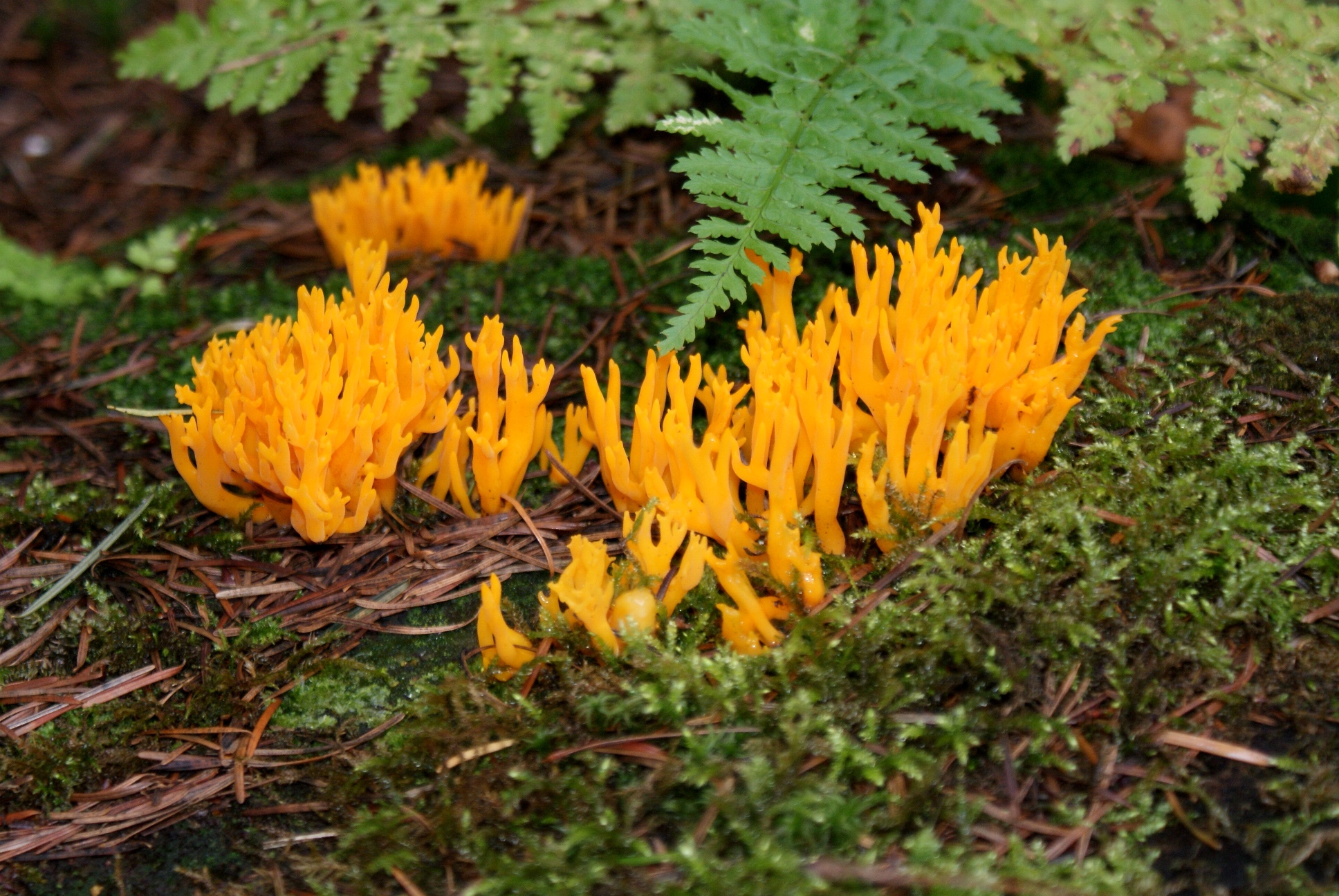 Paddestoelen-Zwammen