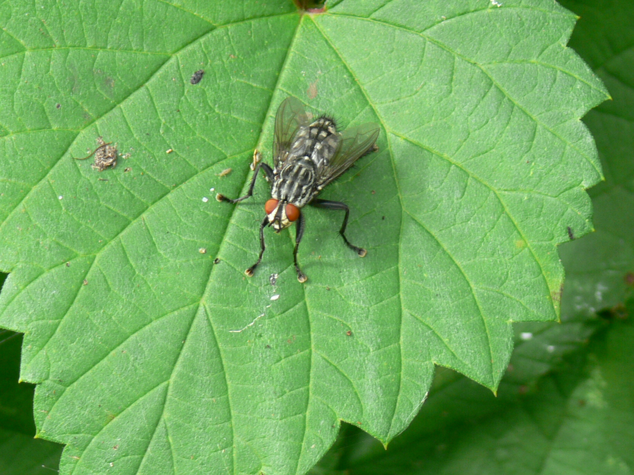 Schoonheid van een vlieg