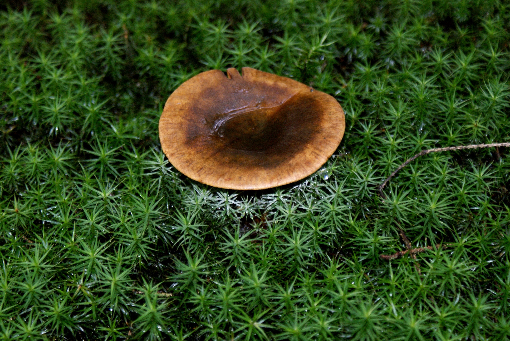 Paddestoelen-Zwammen