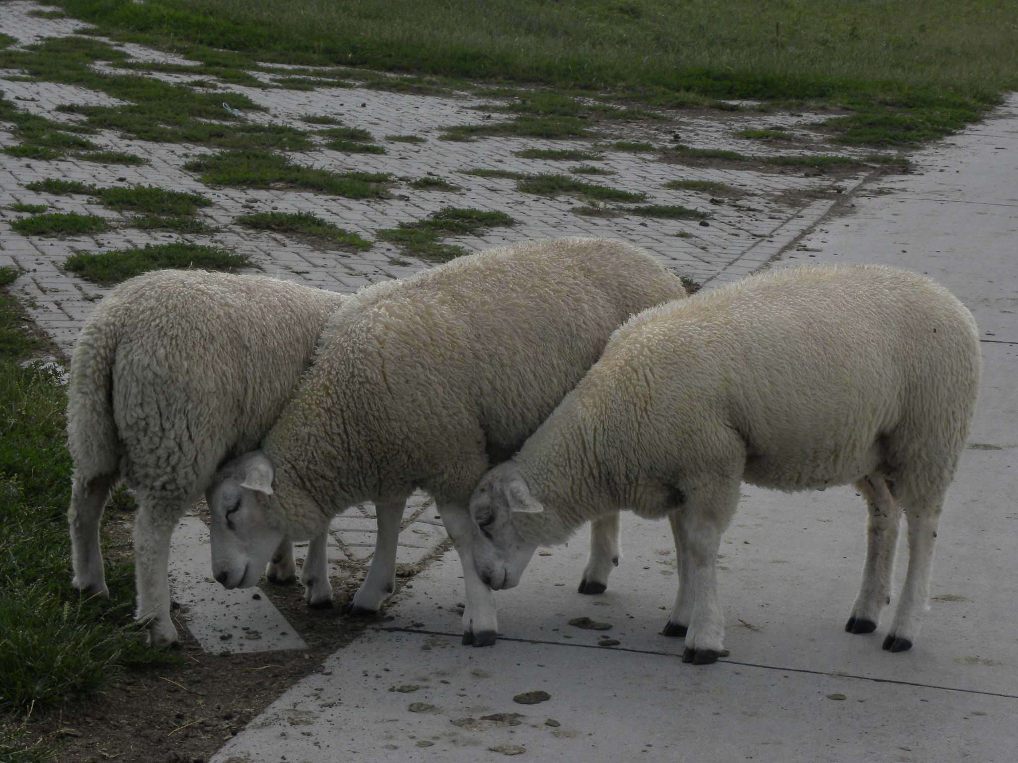 Schapen