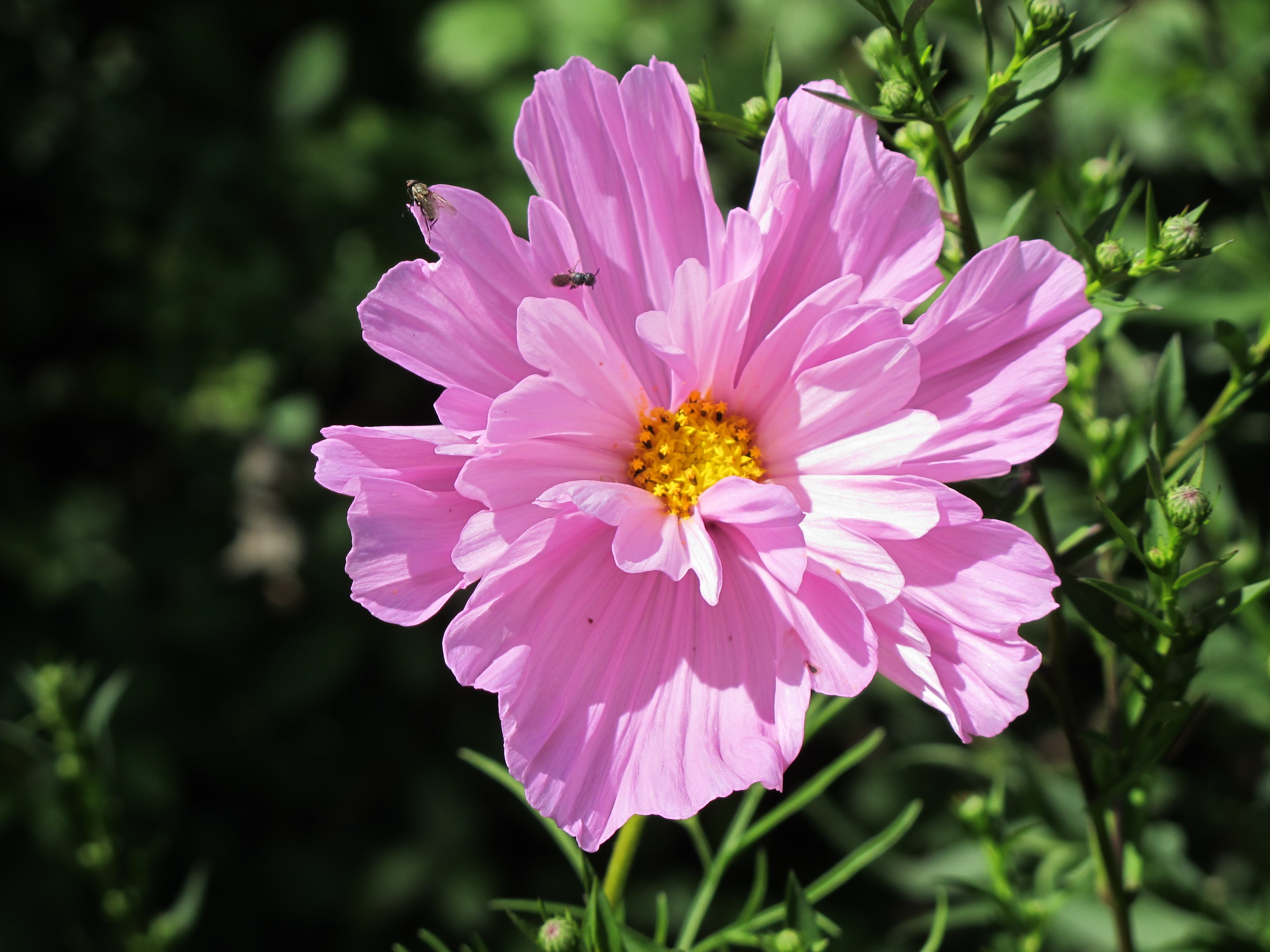 Cosmea