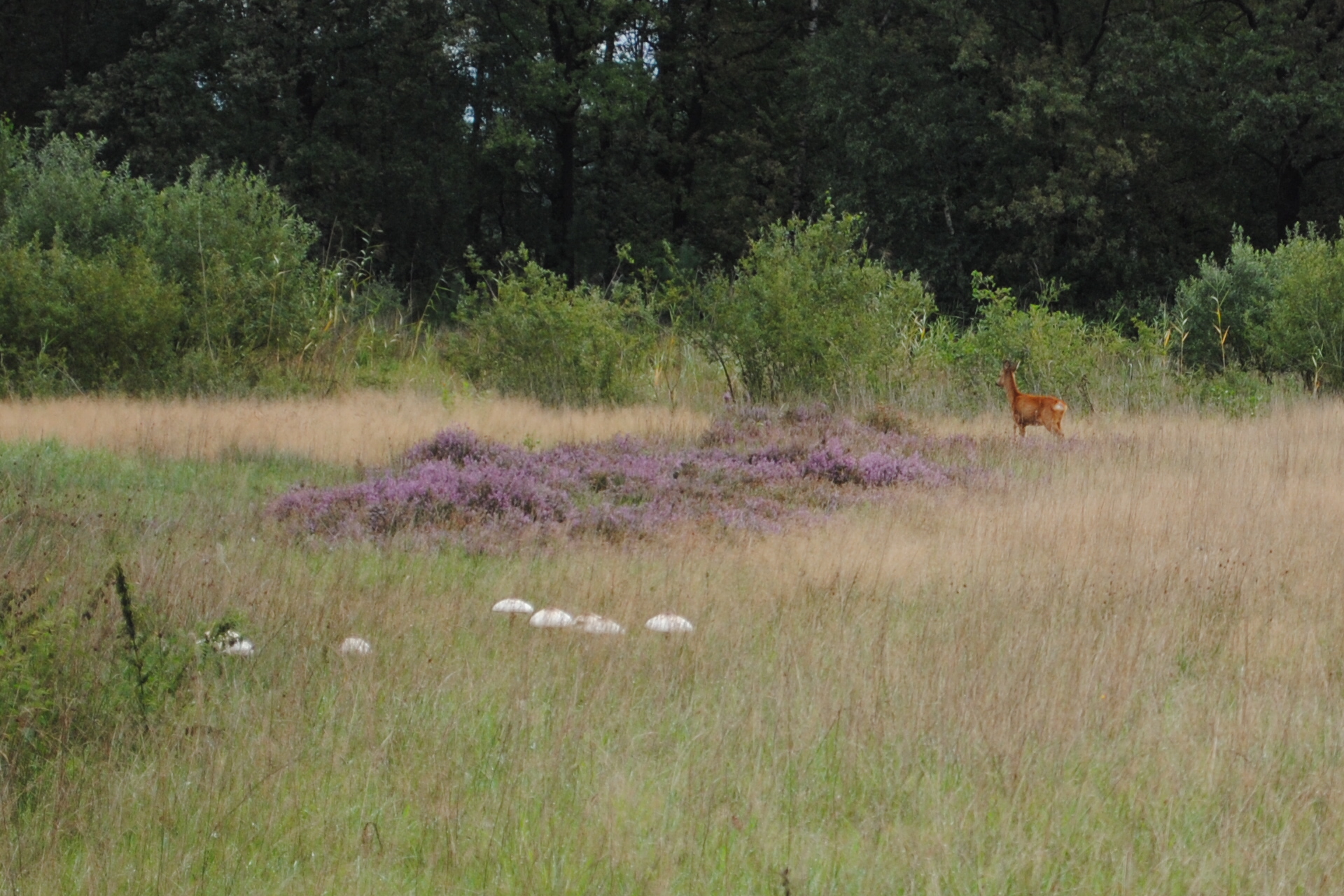 ree bij bloeiende heide en paddestoelen