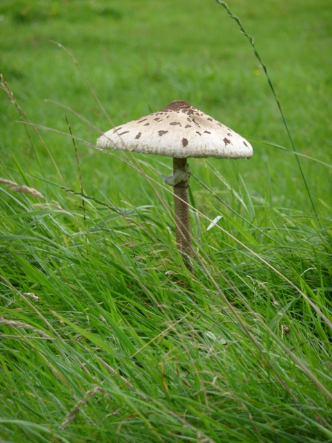 grote parasolzwam