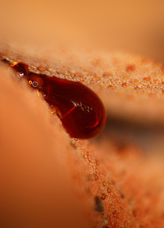 bloed van de biefstukzwam