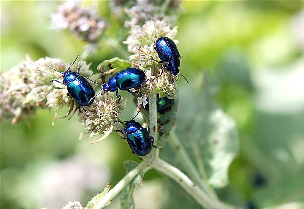 Blauw Muntgoudhaantjes.