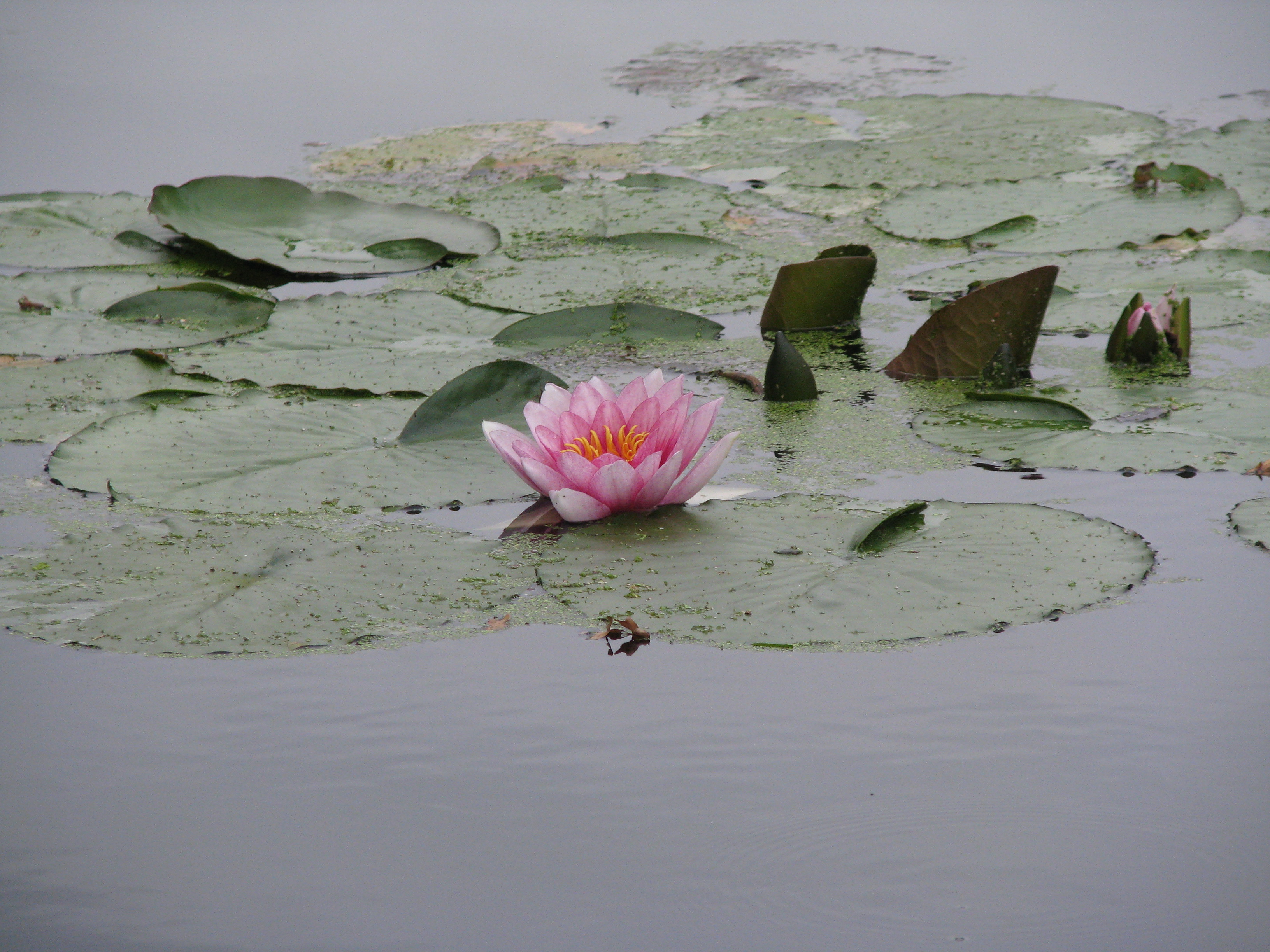 waterlelie