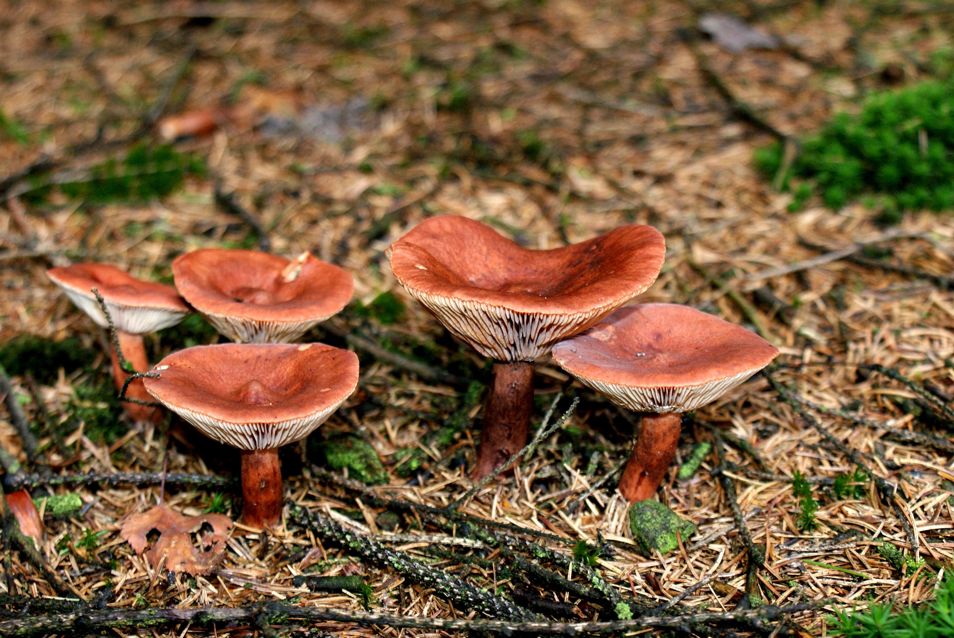 Paddestoelen-Zwammen