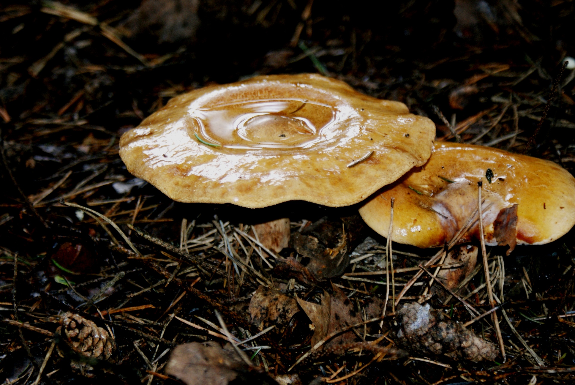 Paddestoelen-Zwammen