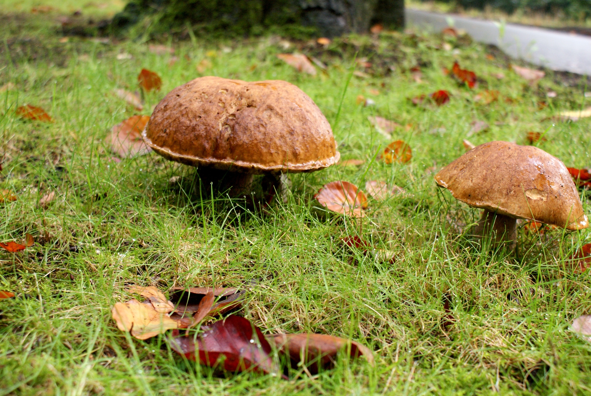 Paddestoelen-Zwammen