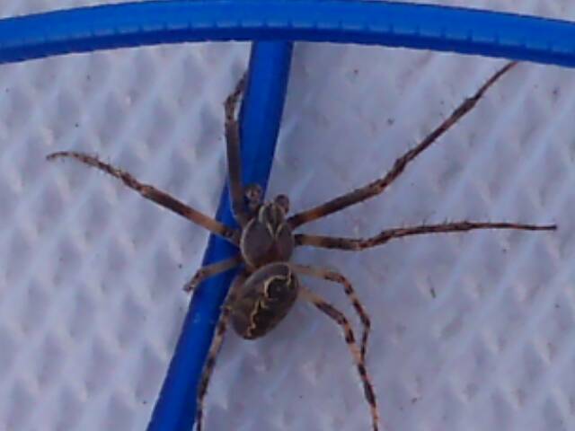 mooi maar.....griezelig