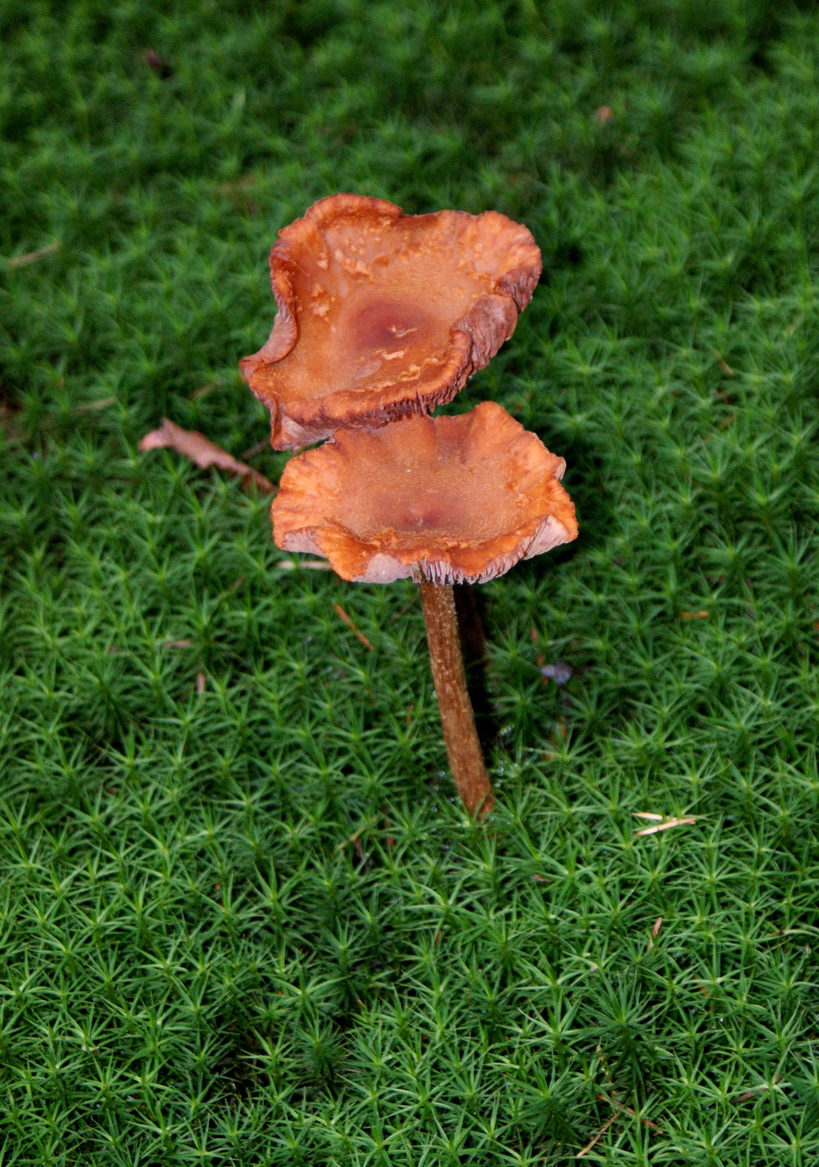 Paddestoelen-Zwammen