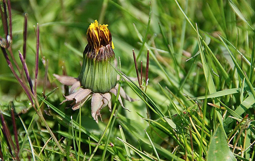 Gewone Paardenbloem in knop.