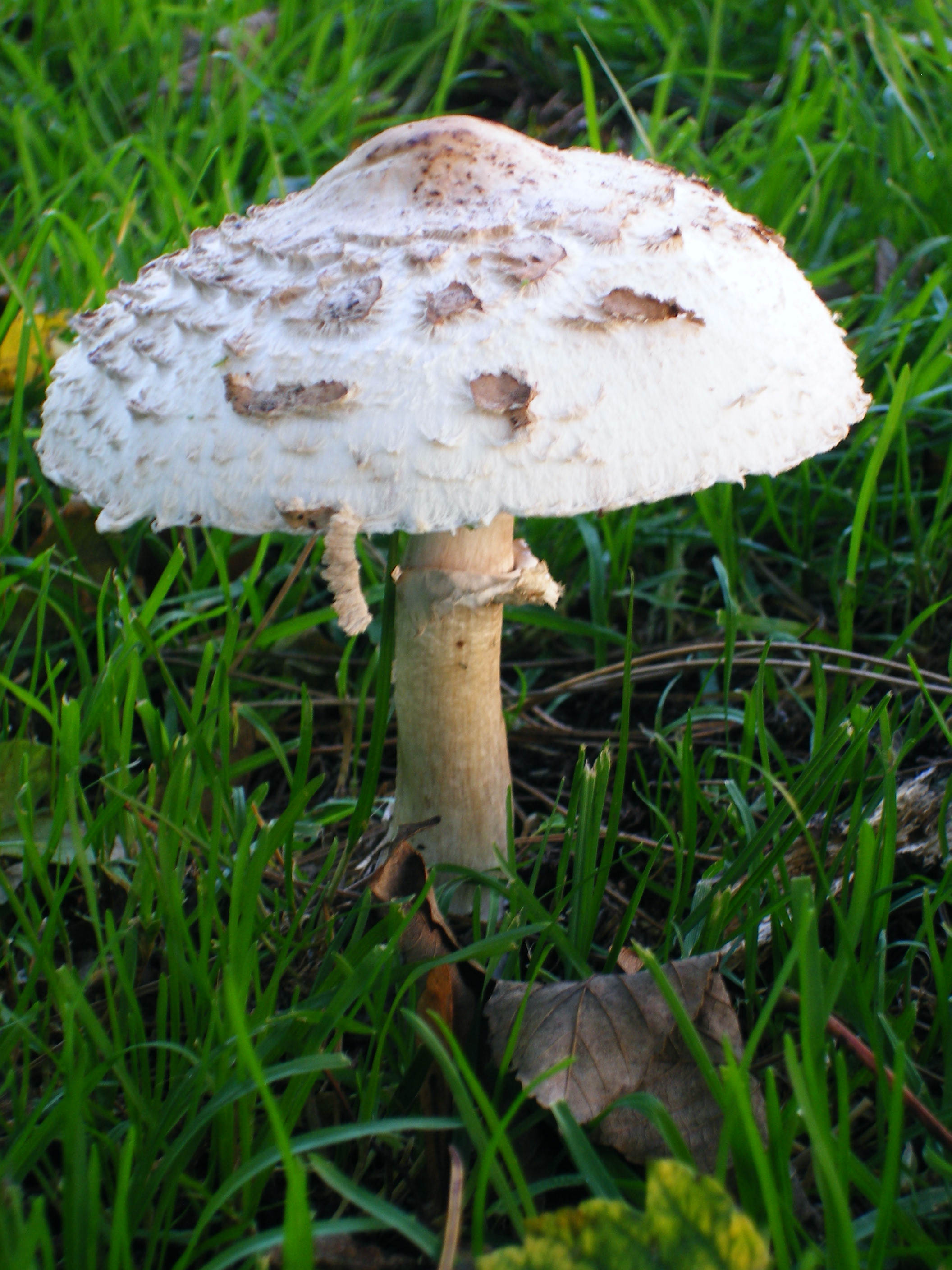 paddenstoelen