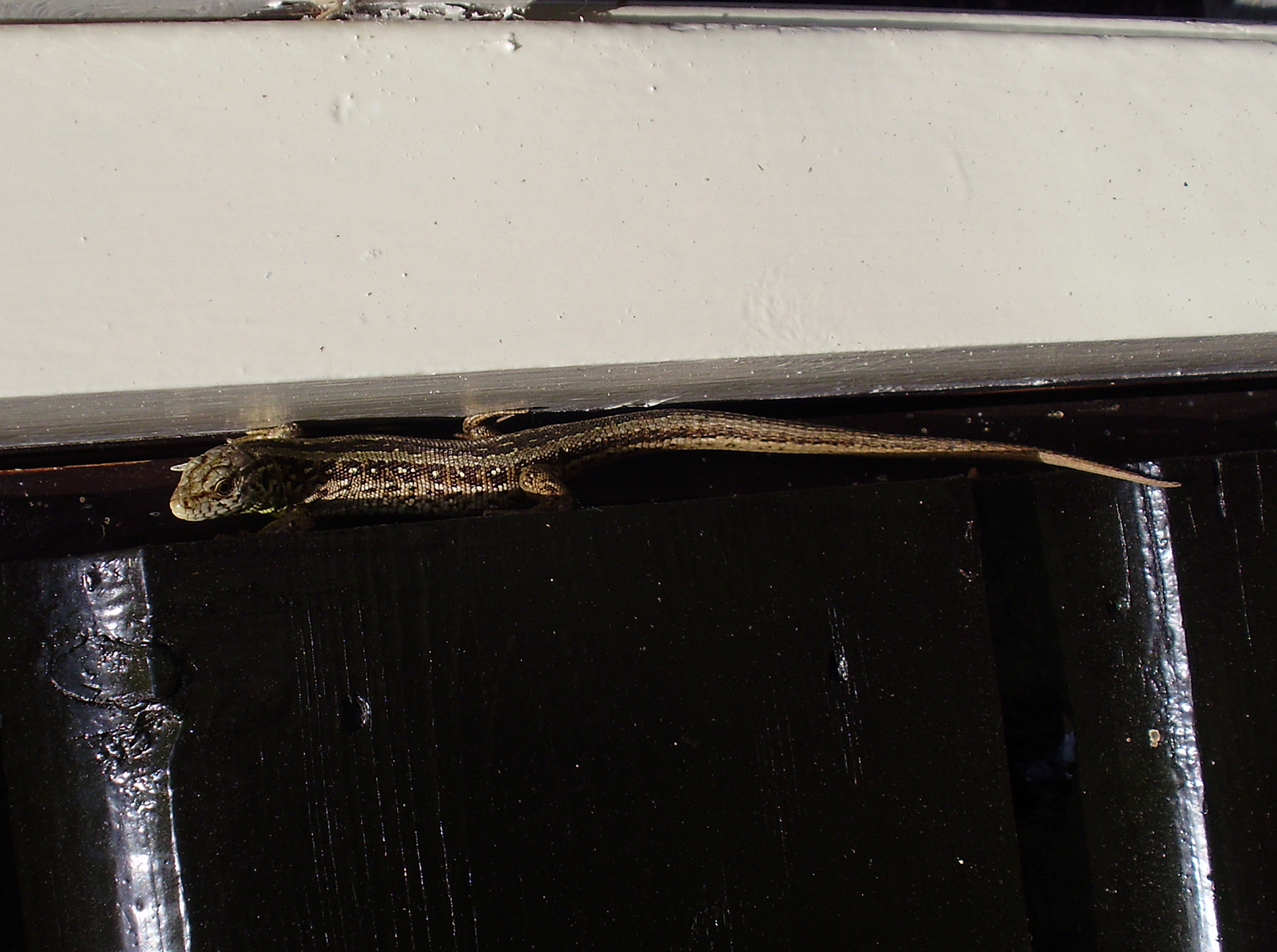 Zandhagedis in het nauw