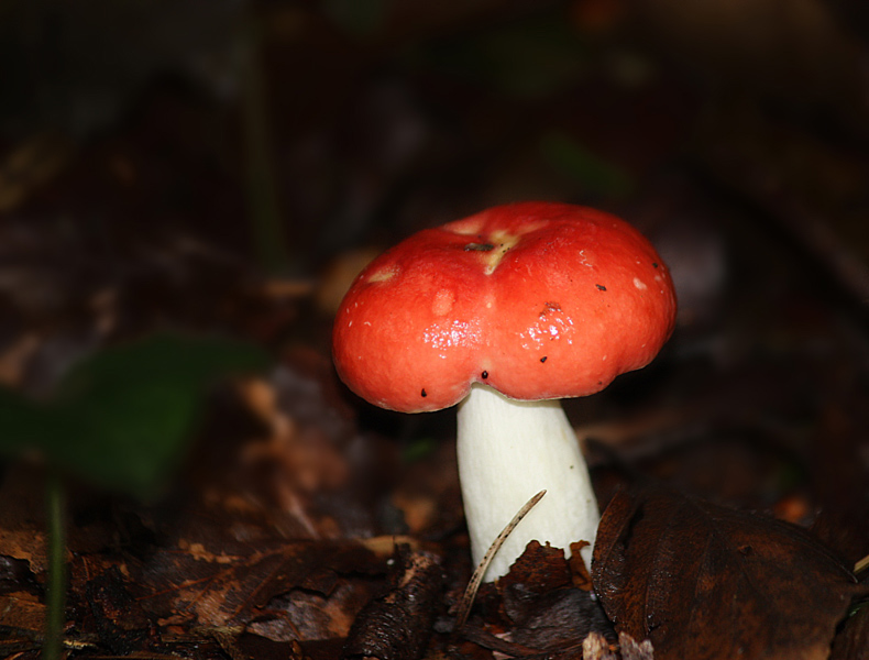 Braakrussula