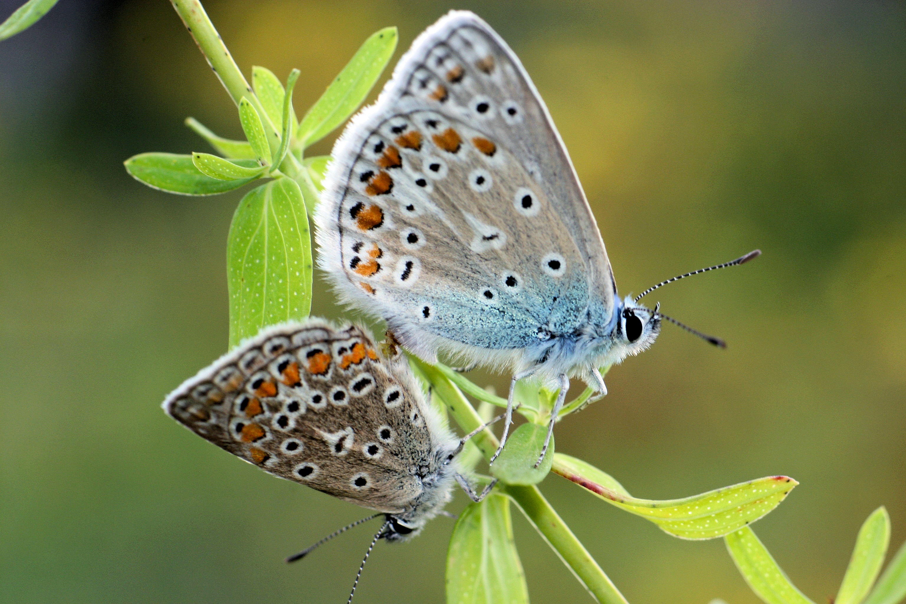 Parende Icarusblauwtjes
