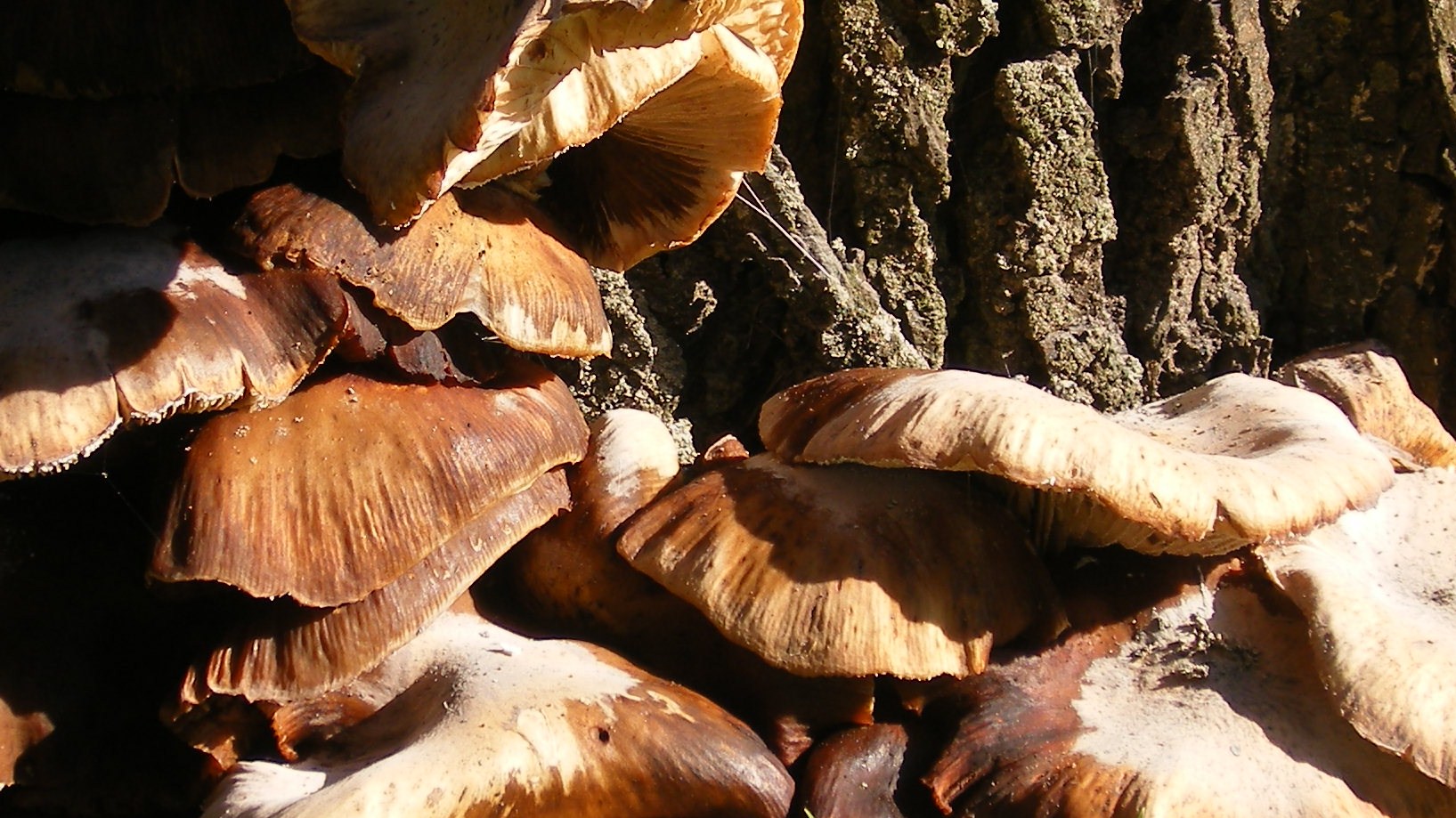 paddenstoelen op boom