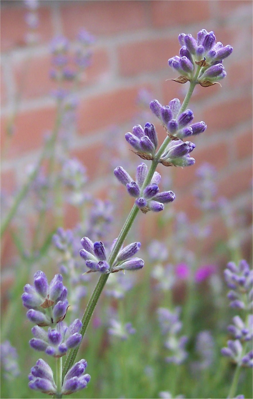 Lavendel
