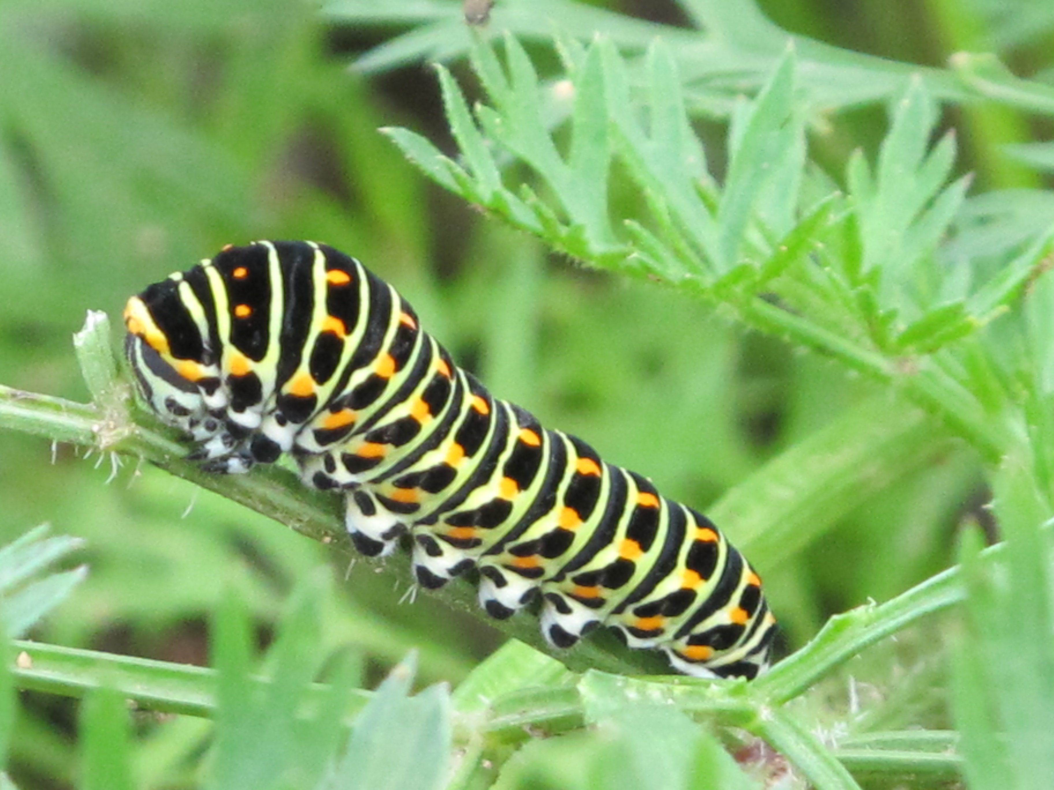 rups van de koninginnepage
