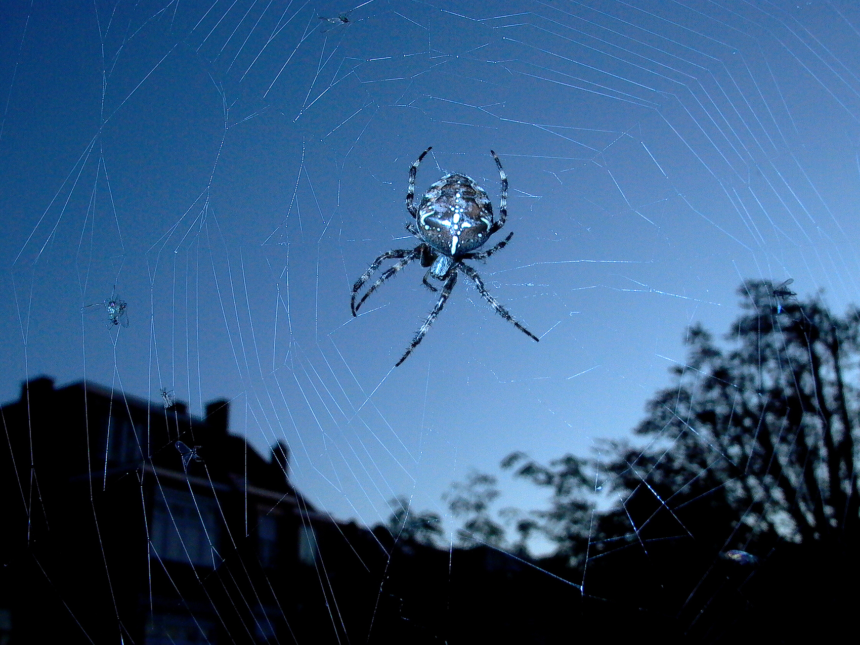 Een spin op mijn dakterras!