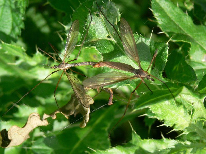 Paring van de Langpootmug