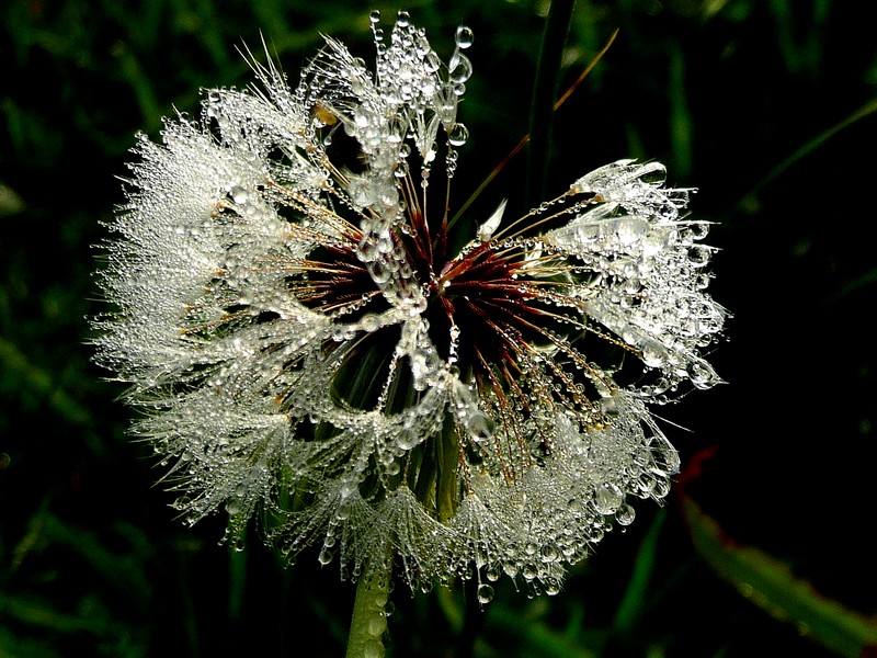 een mysterieus wonder