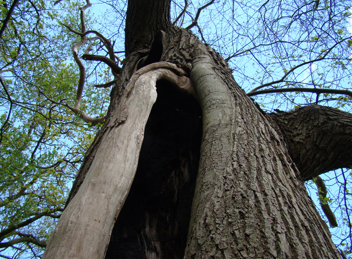 gespleten persoonlijkheid