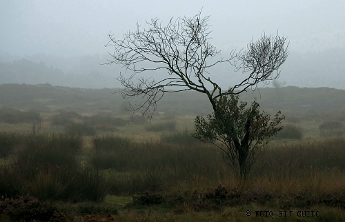 Eenzaam boompje