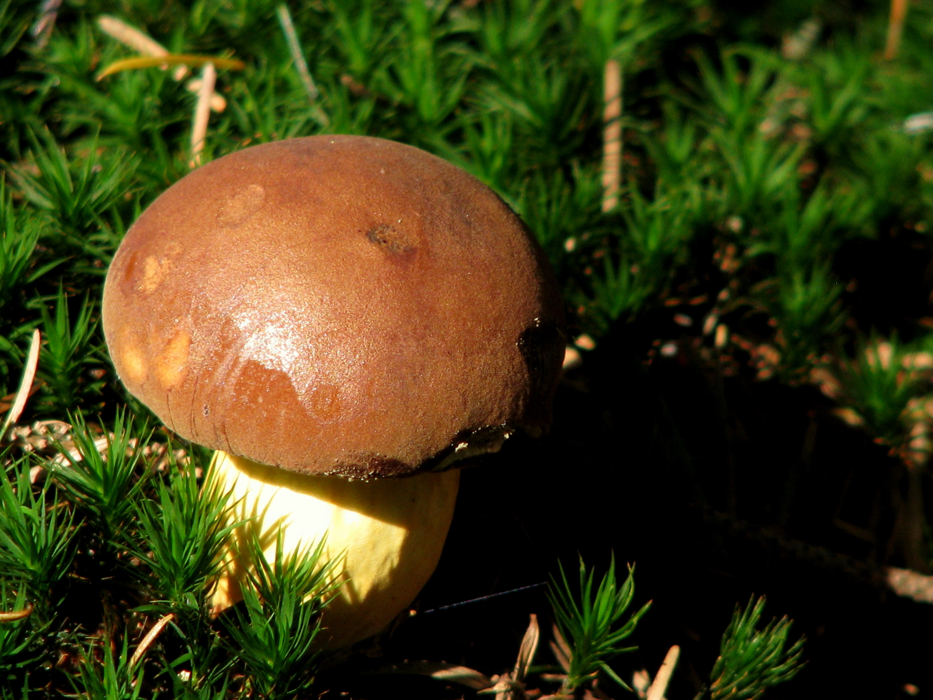 paddestoel in de bossen van spier