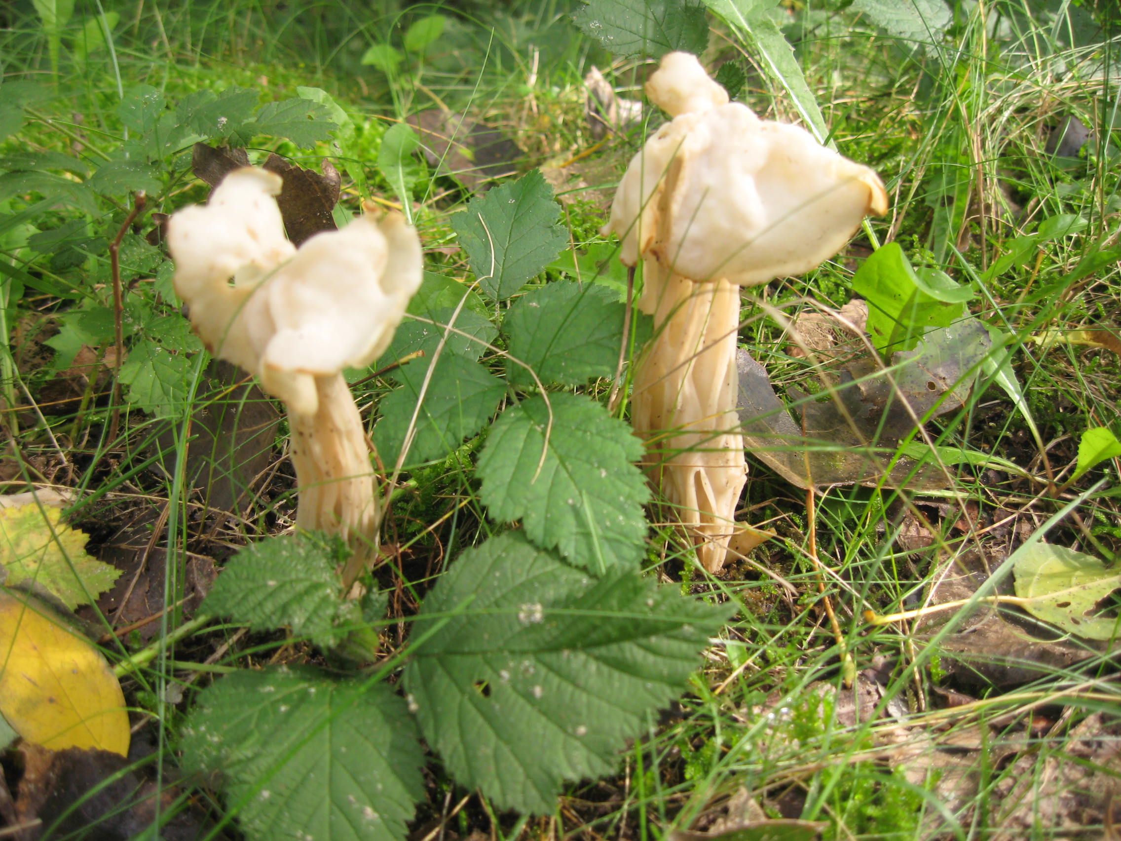 witte kluifjes zwam