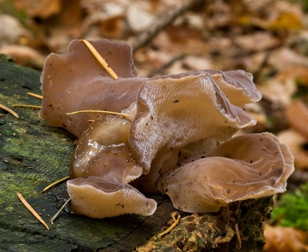 Onbekende paddestoel