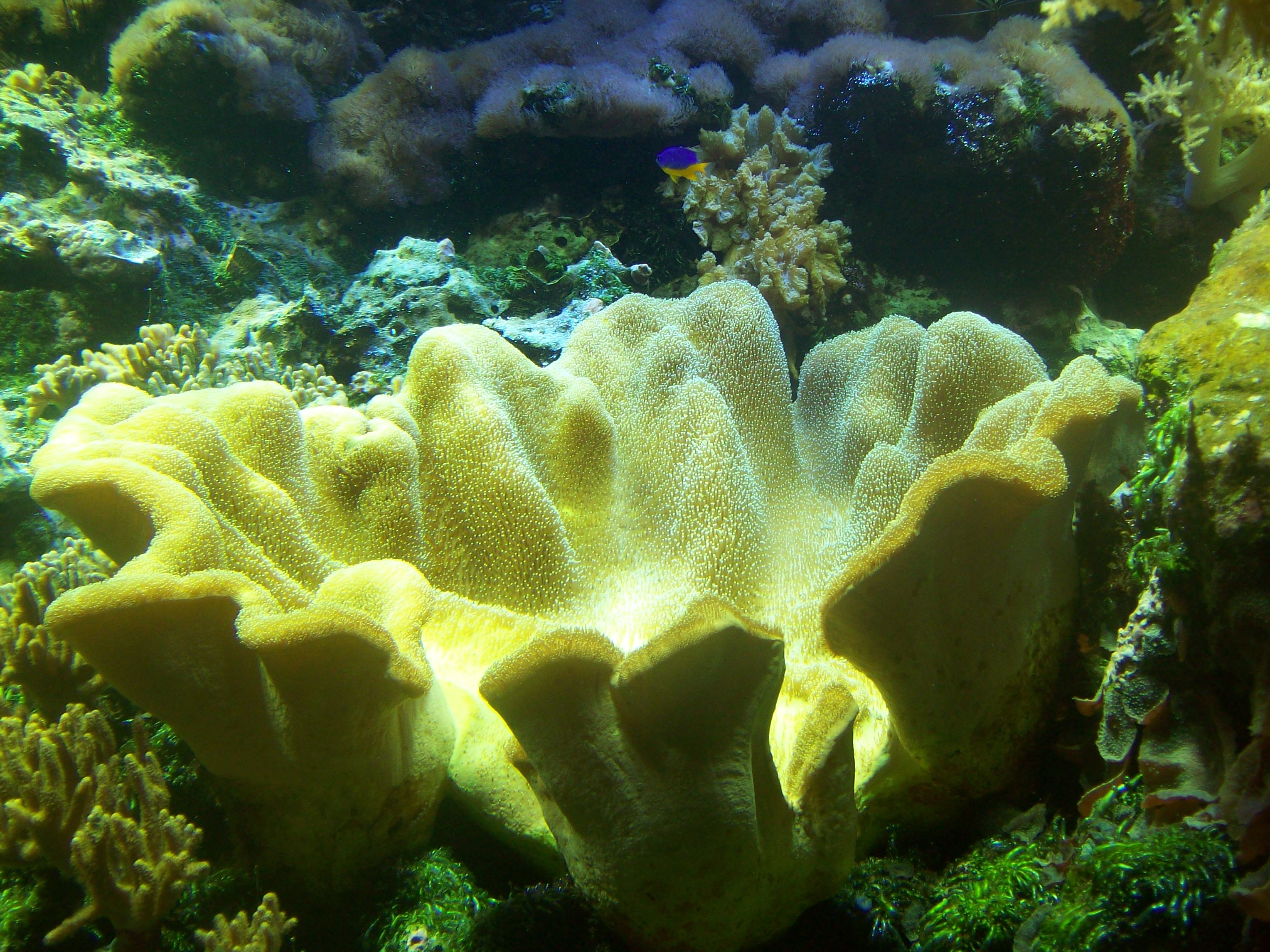 prachtige kleuren onder water