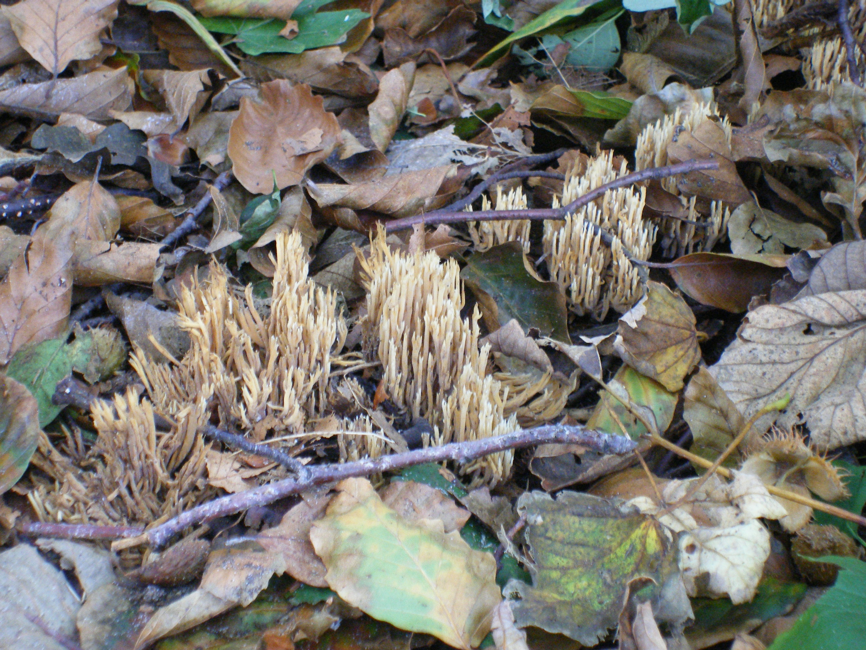 paddenstoelen
