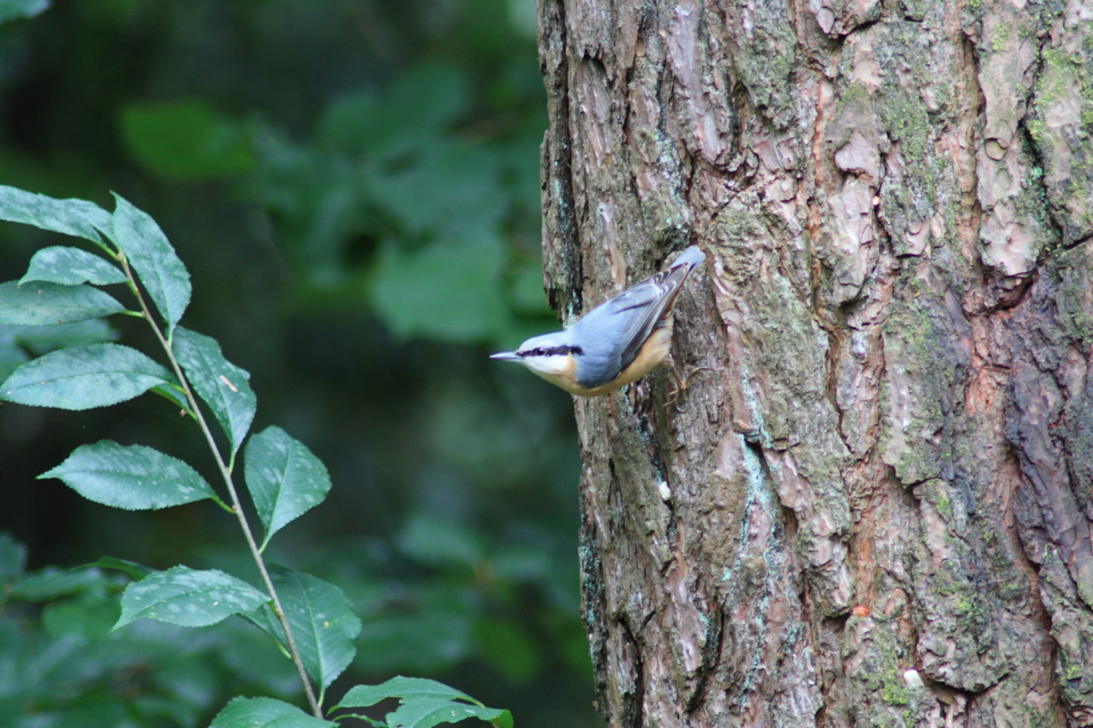 Boomklever speurt naar pinda verstopt in boomschors
