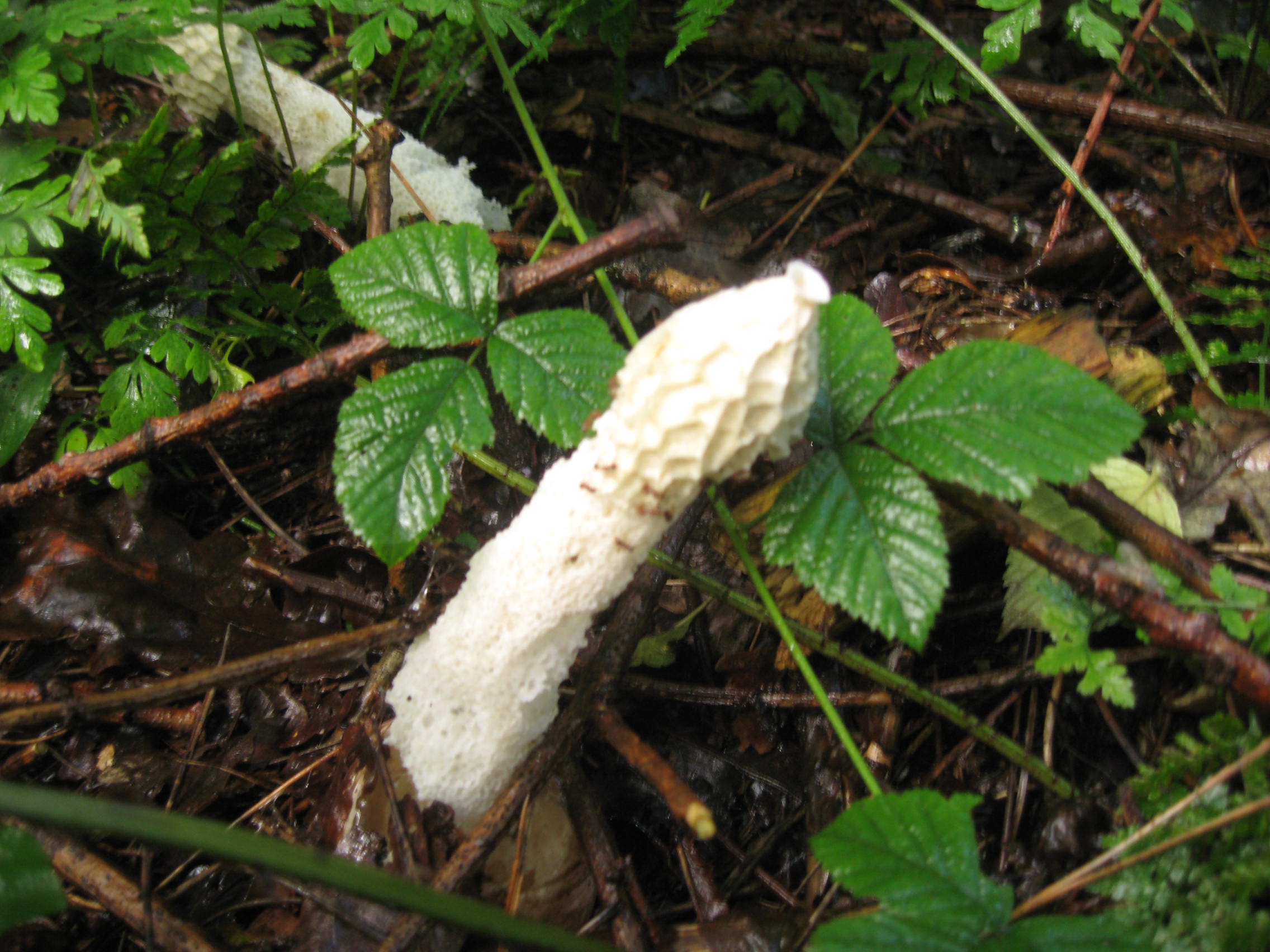 gewone morielje