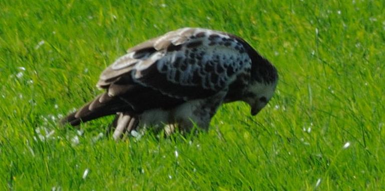 buizerd