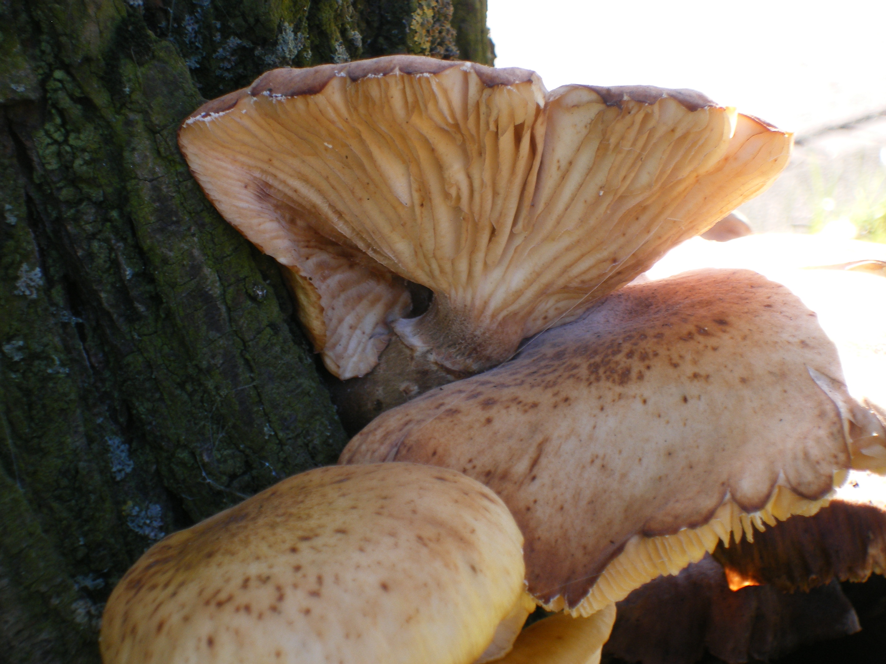 paddenstoelen op boom