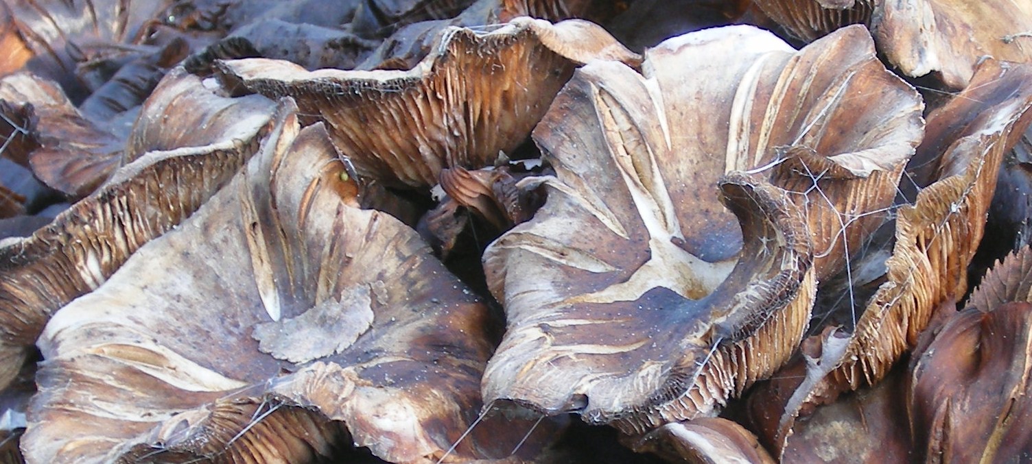 paddenstoelen