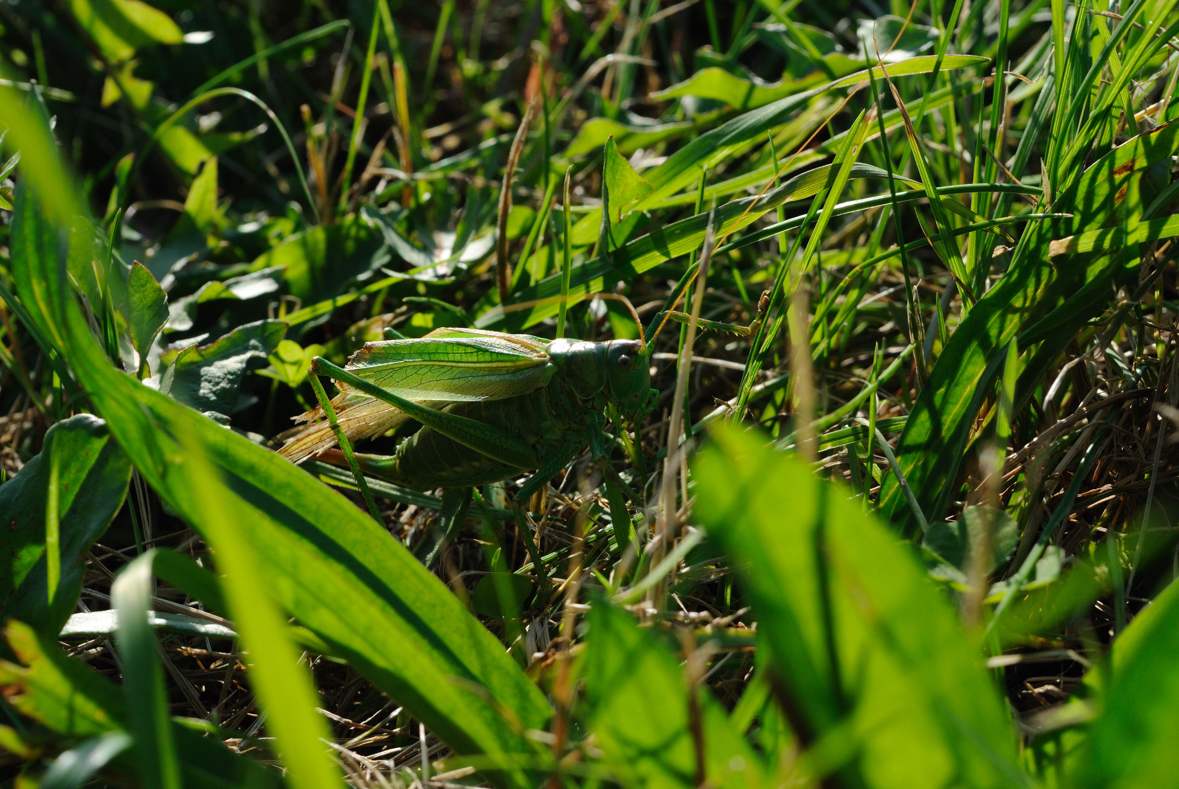 krekel in de gras