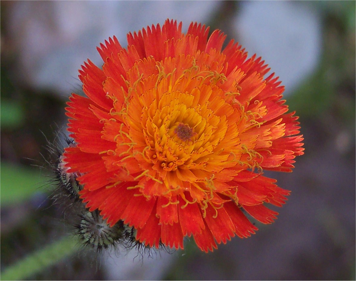 bloem