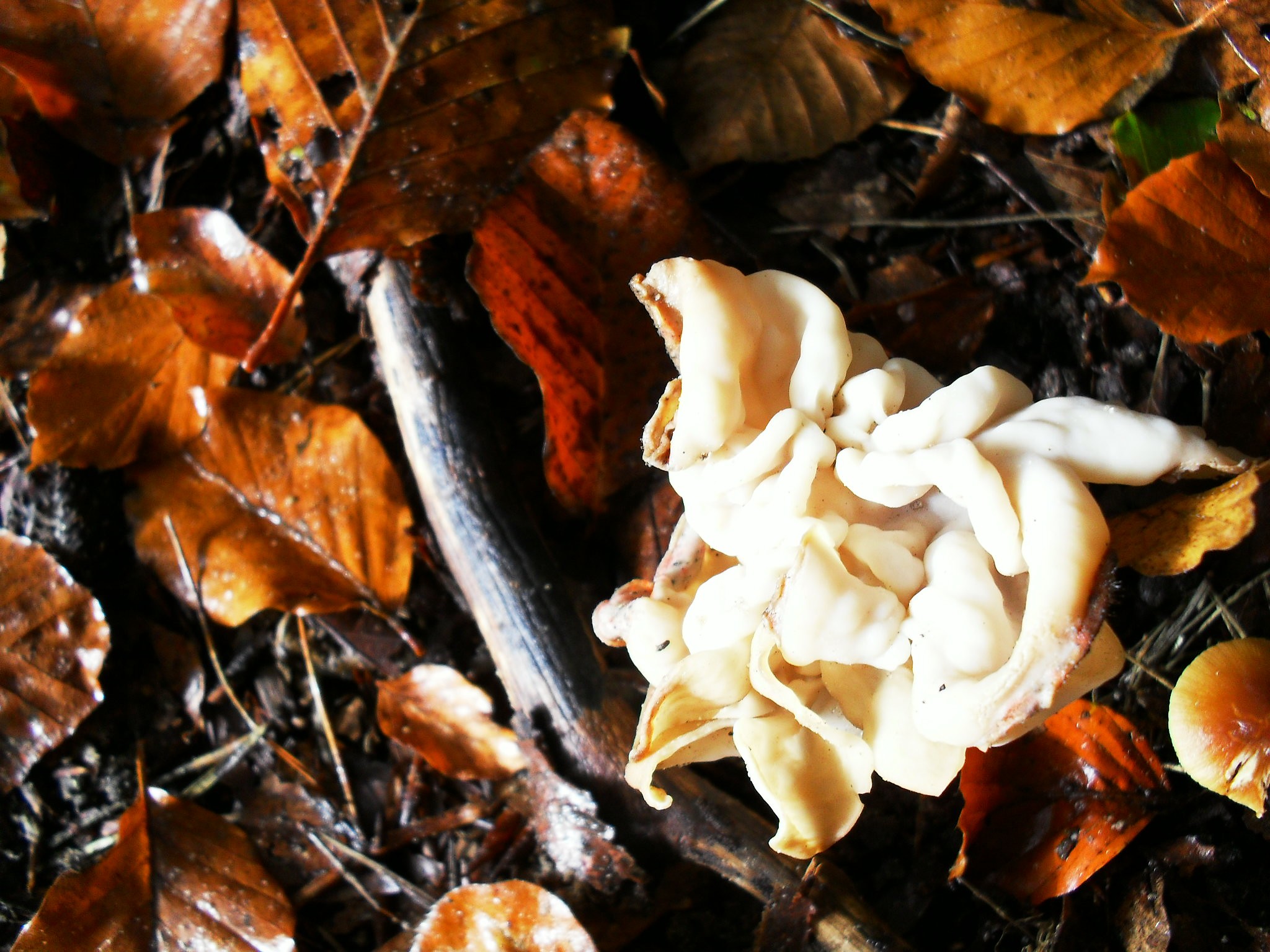 Een fraai gevormde Paddestoel