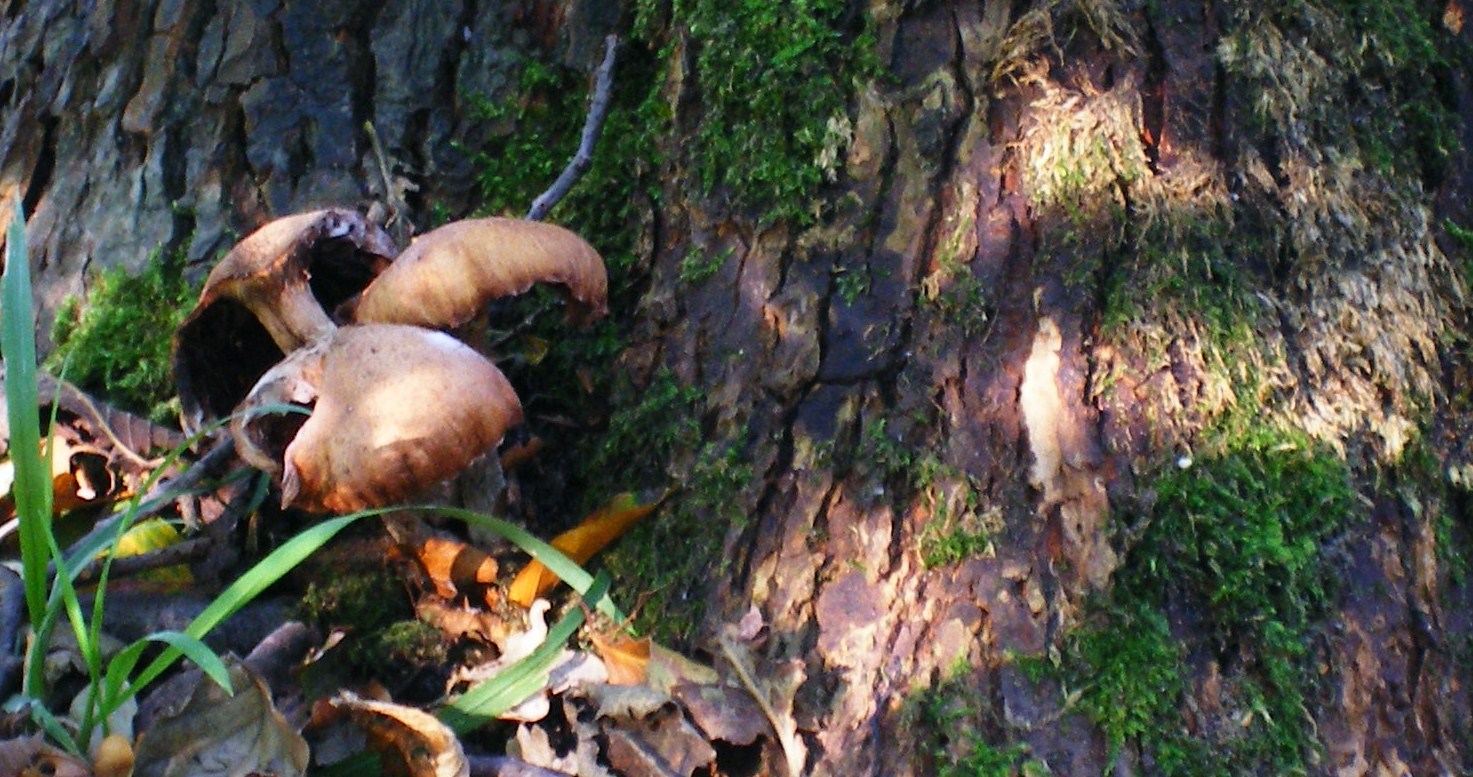 paddenstoelen