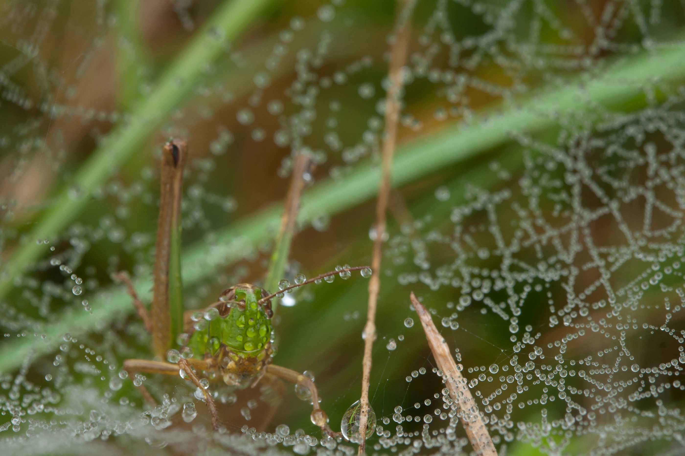 Sprinkhaan in de dauw