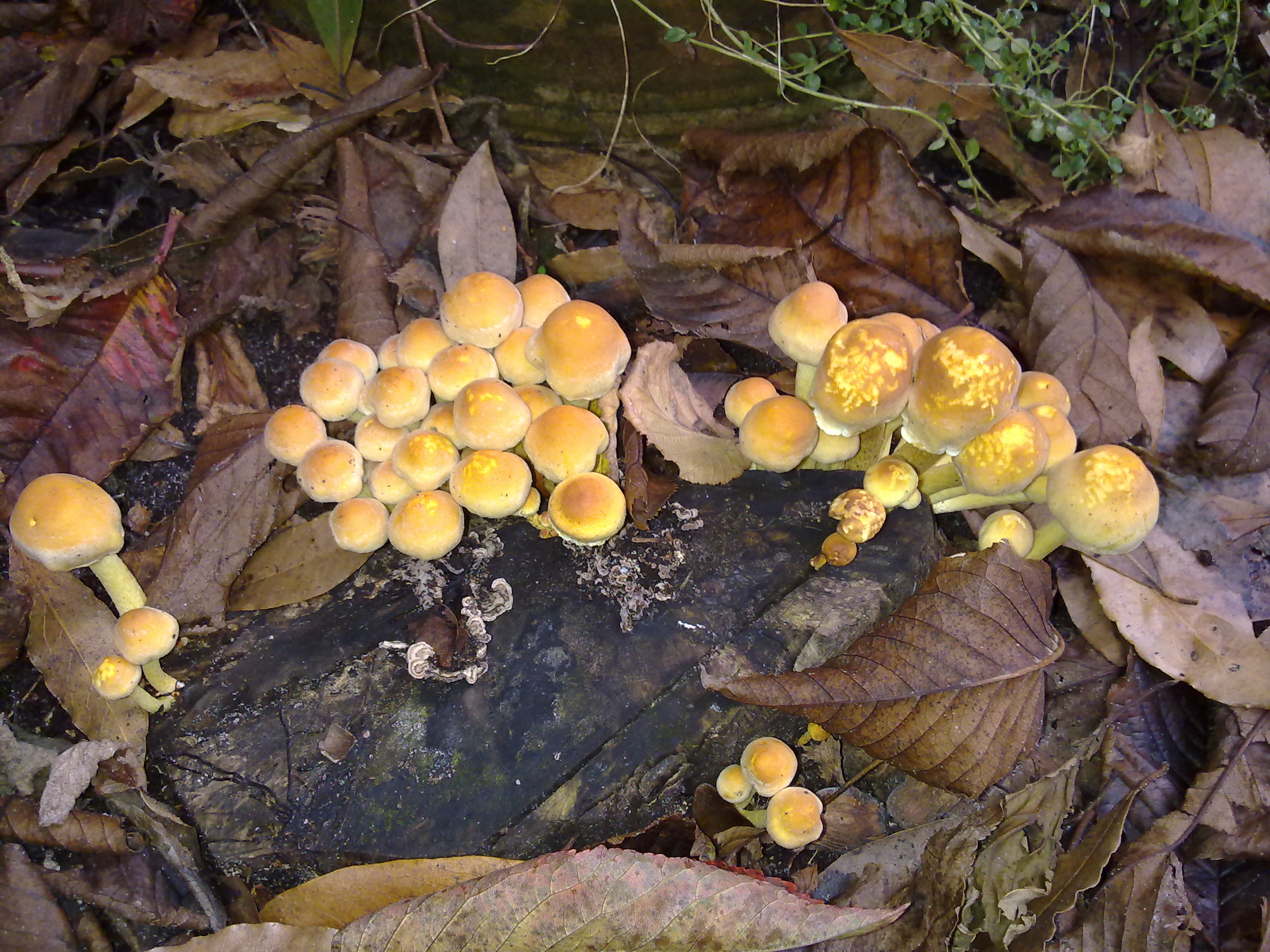 mini bos van zwavelkopjes.