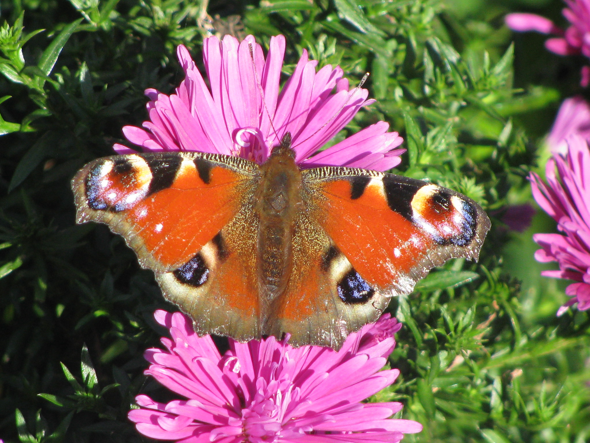 in de tuin