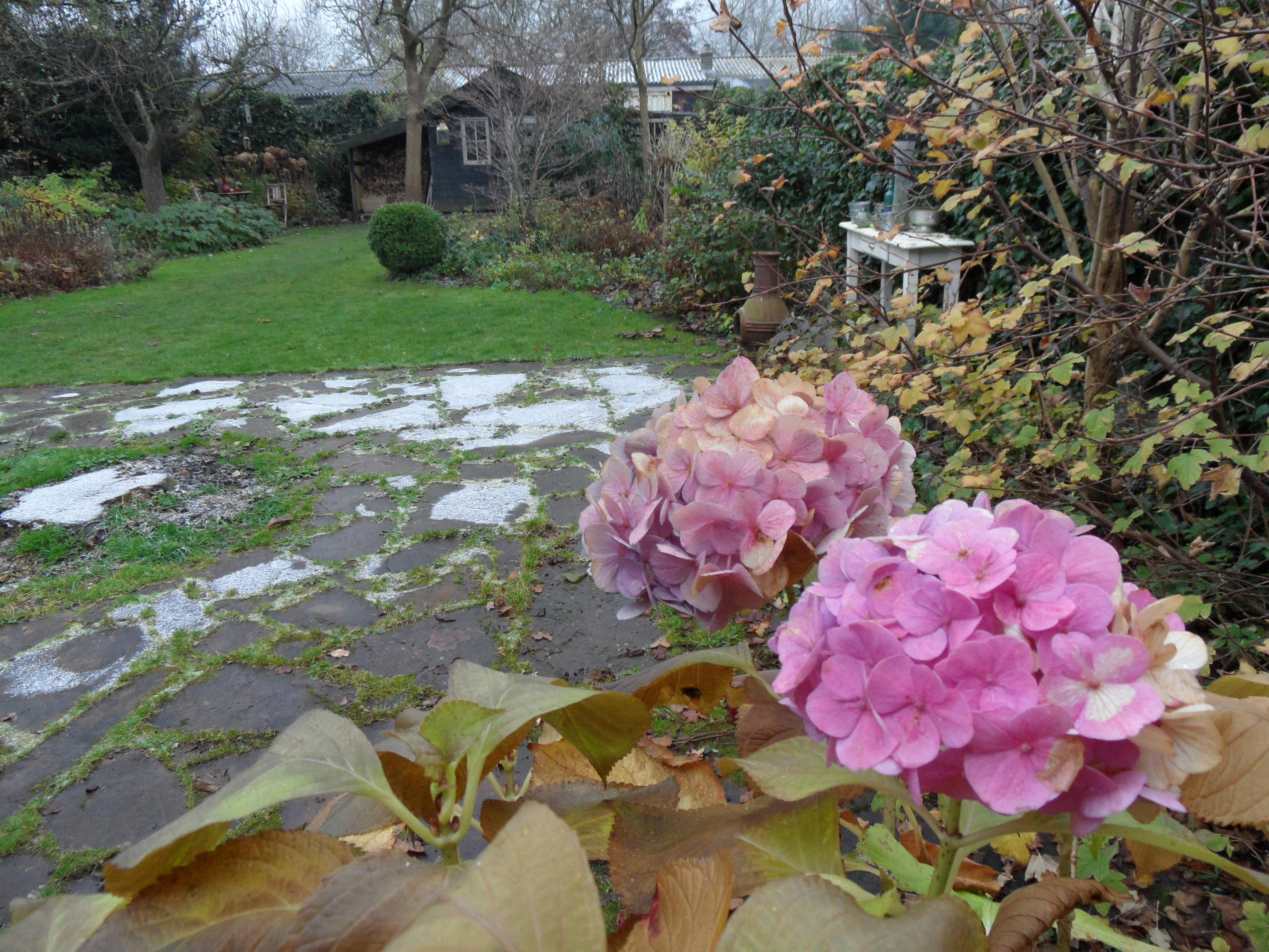 Hortensia bloeit nog eind november